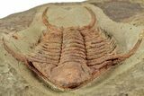 Ordovician Foulonia Trilobite - Fezouata Formation #233449-2